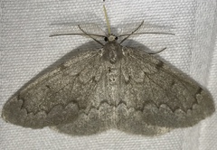 Nepytia pellucidaria