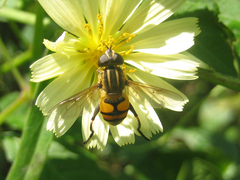 Mesembrius bengalensis