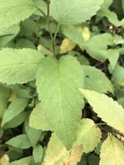 Eurybia furcata