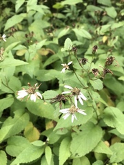 Eurybia furcata