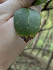 Diaporthe kalmiae