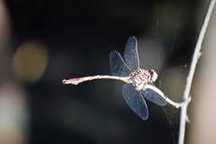 Aphylla angustifolia