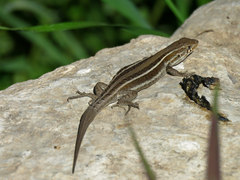 Liolaemus lemniscatus