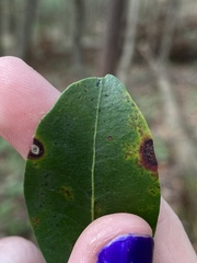 Diaporthe kalmiae