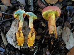 Xerocomellus bolinii