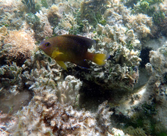 Stegastes leucostictus