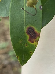 Diaporthe kalmiae