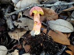 Xerocomellus bolinii