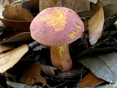 Xerocomellus bolinii