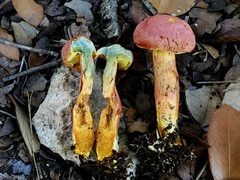 Xerocomellus bolinii