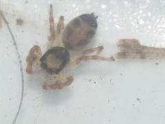 Hyllus diardi