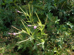 Epilobium alpestre