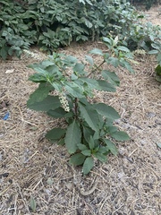 Phytolacca americana
