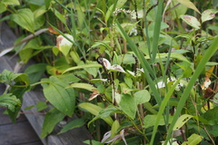 Saururus chinensis
