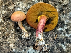 Boletus paulae