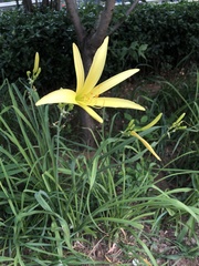 Hemerocallis citrina