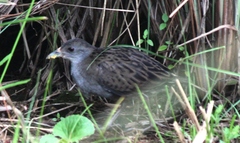 Mustelirallus albicollis