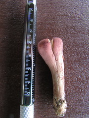 Clavariadelphus americanus