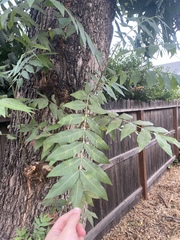 Juglans hindsii