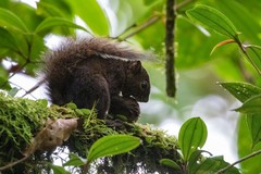 Microsciurus flaviventer