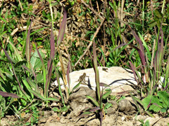 Liolaemus lemniscatus