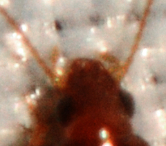 Elaphropus anceps