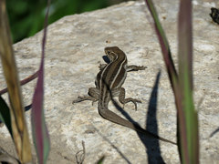 Liolaemus lemniscatus