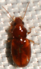 Elaphropus anceps