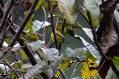 Todirostrum chrysocrotaphum