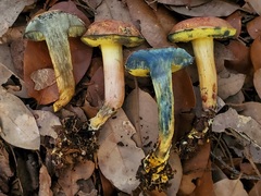 Xerocomellus bolinii