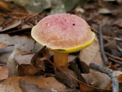 Xerocomellus bolinii