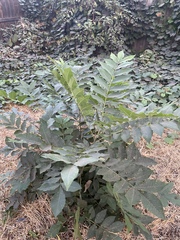 Magnoliopsida