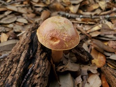 Xerocomellus bolinii