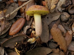 Xerocomellus bolinii