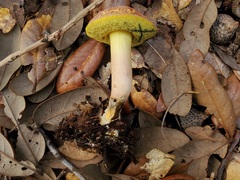 Xerocomellus bolinii