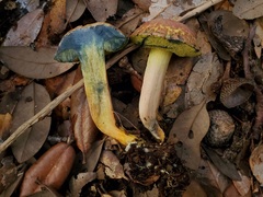 Xerocomellus bolinii