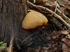 Xerocomellus bolinii