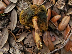 Xerocomellus bolinii