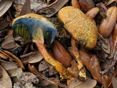 Xerocomellus bolinii