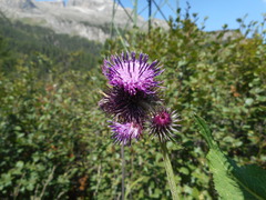 Carduus personata