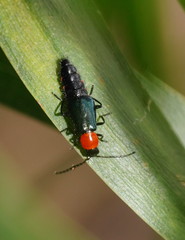 Carphurus cyanopterus