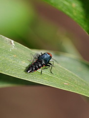 Carphurus cyanopterus