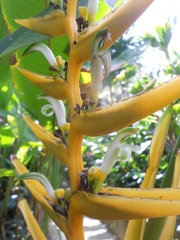 Heliconia angusta