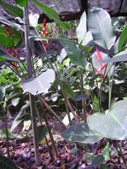 Heliconia angusta