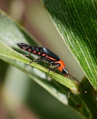 Carphurus cyanopterus