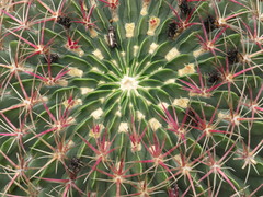 Ferocactus macrodiscus macrodiscus