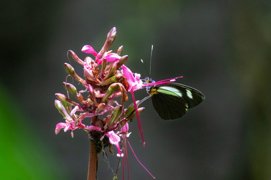 Leptophobia cinerea
