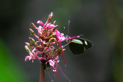 Leptophobia cinerea
