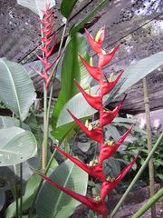 Heliconia angusta