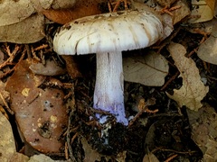 Asproinocybe